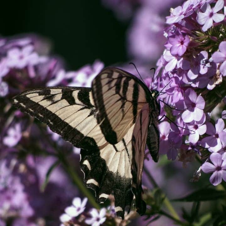 butterfly on purple flox in the garden butterfly on purple flox in the garden