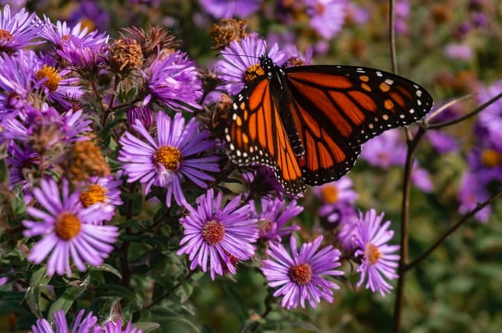 butterfly on wild blue aster butterfly on wild blue aster