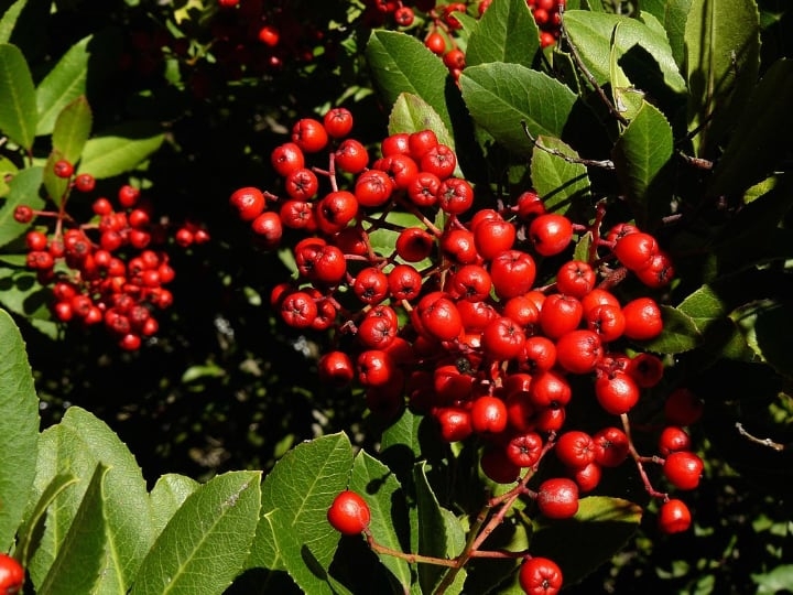 california holly shade loving shrubs california holly shade loving shrubs