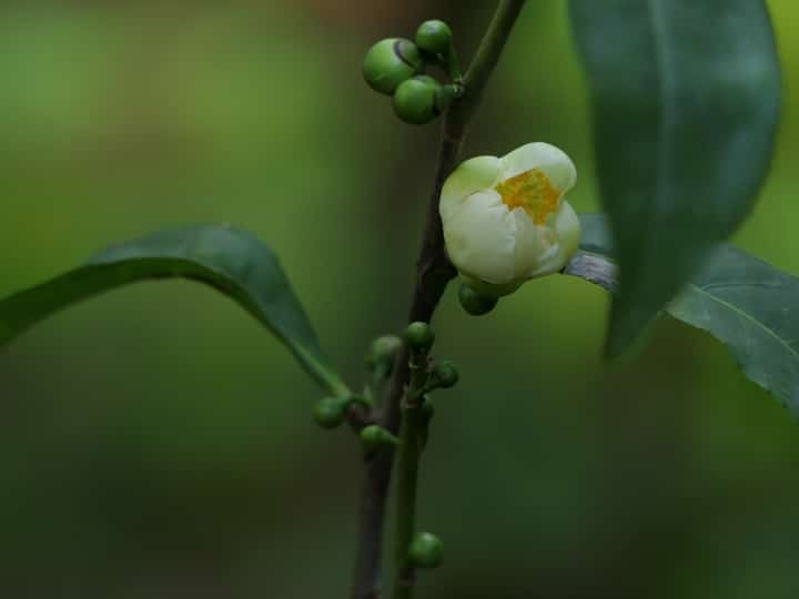 camellia sinensis plant flower