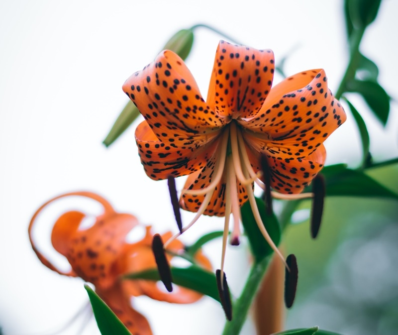 canada lily flower canada lily flower