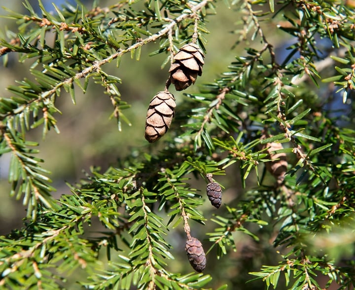 canadian hemlock shade loving shrubs canadian hemlock shade loving shrubs
