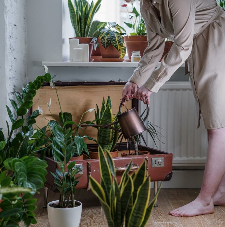 caring for indoor plants caring for indoor plants