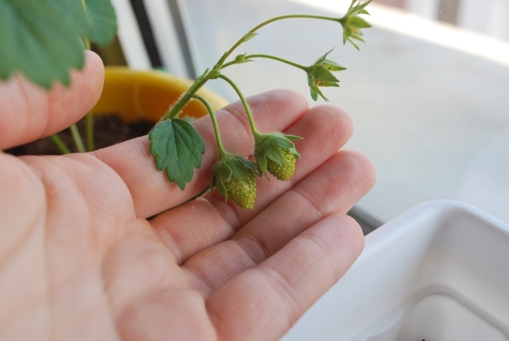caring for plants indoor caring for plants indoor