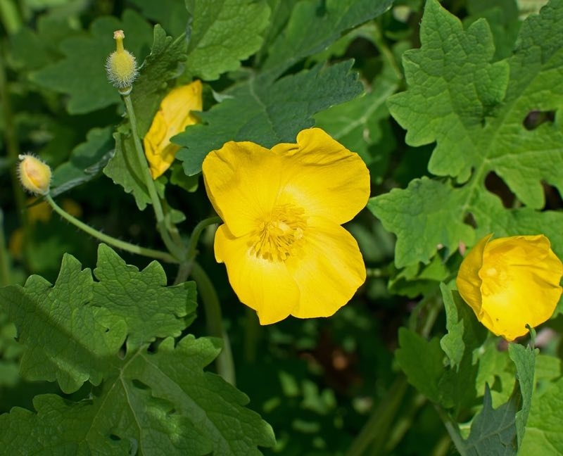 celandine poppy celandine poppy