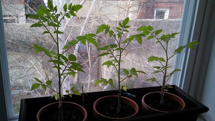 cherry tomato windowsill garden cherry tomato windowsill garden