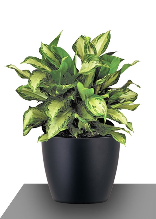 Chinese Evergreen Chinese Evergreen
