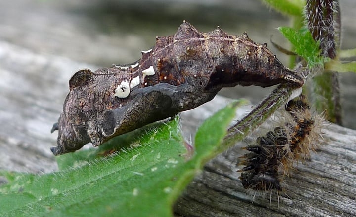 chrysalis after shedding skin chrysalis after shedding skin