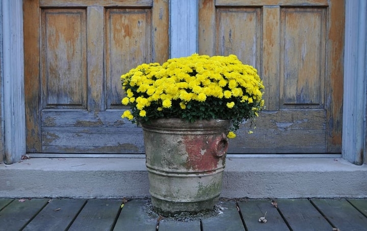 chrysanthemums at home chrysanthemums at home