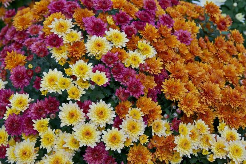 chrysanthemums chrysanthemums