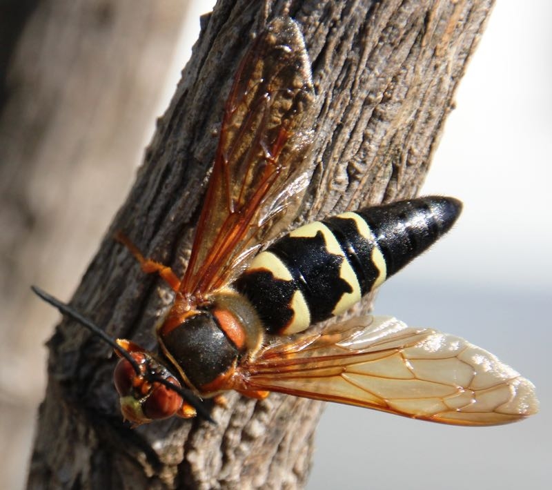 cicada killer wasps cicada killer wasps