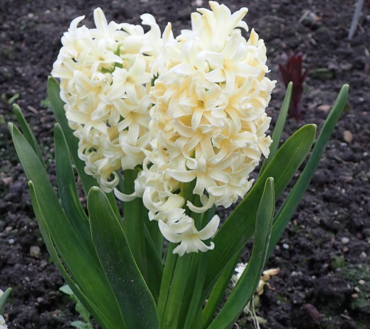 city of harlem hyacinth city of harlem hyacinth