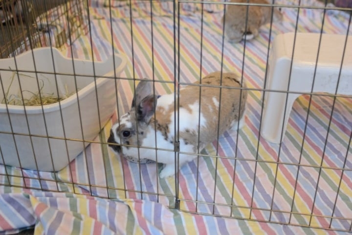 clean rabbit cage clean rabbit cage