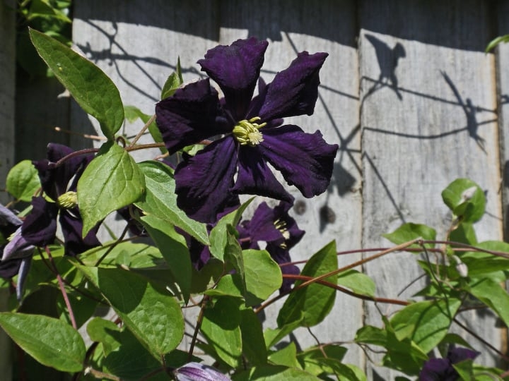 clematis climbing shade plant clematis climbing shade plant