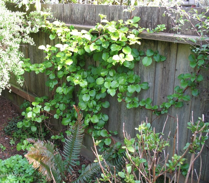 climbing shade plant hydrangea anomala petiolaris climbing shade plant hydrangea anomala petiolaris
