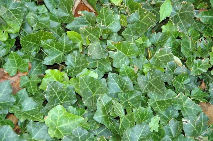 climbing shade plant ivy climbing shade plant ivy