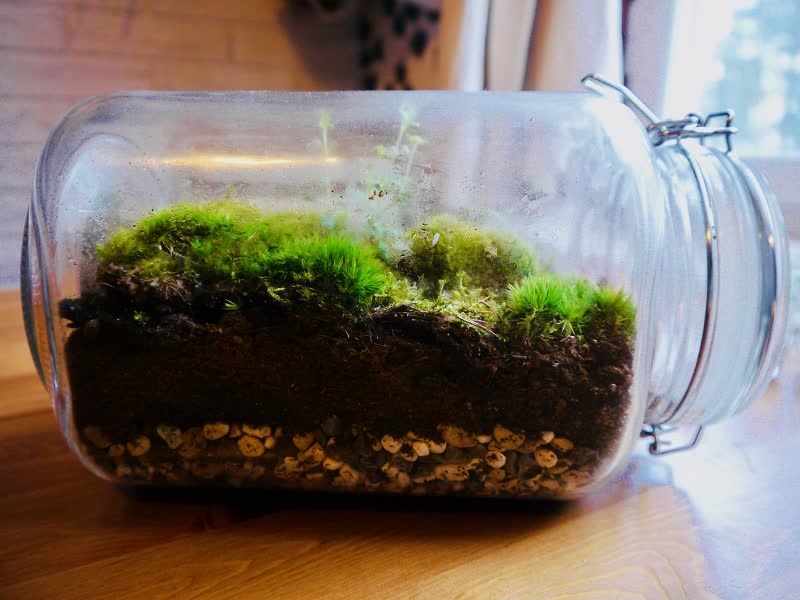closed terrarium moss