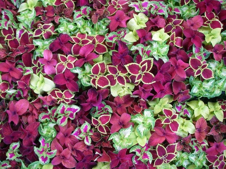coleus indoor shade plants coleus indoor shade plants