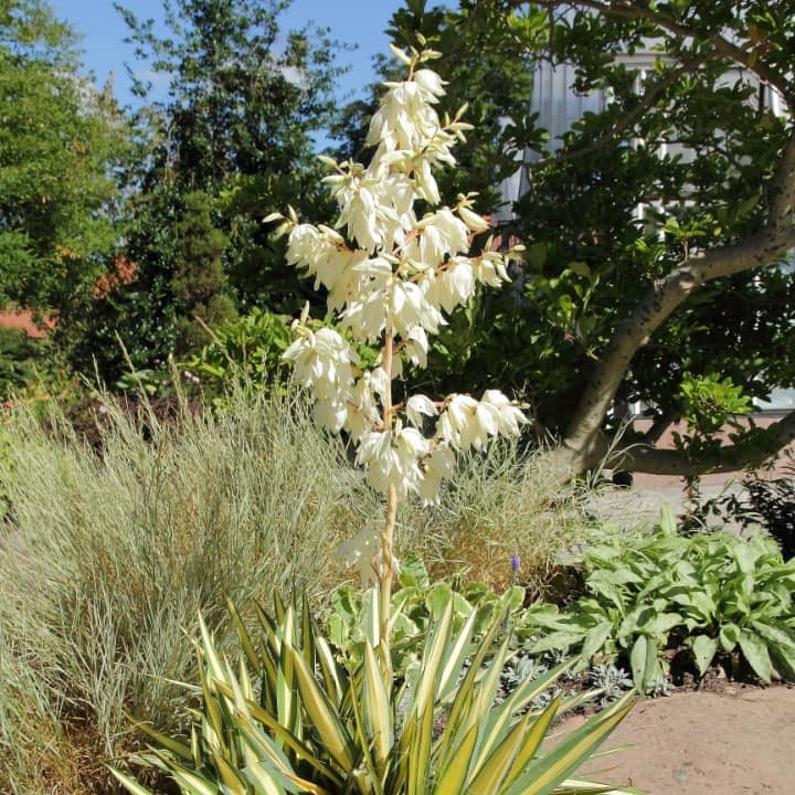 Image of Aloe Vera companion plant for color guard yucca