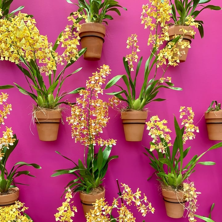 colorful flowers on wall garden colorful flowers on wall garden