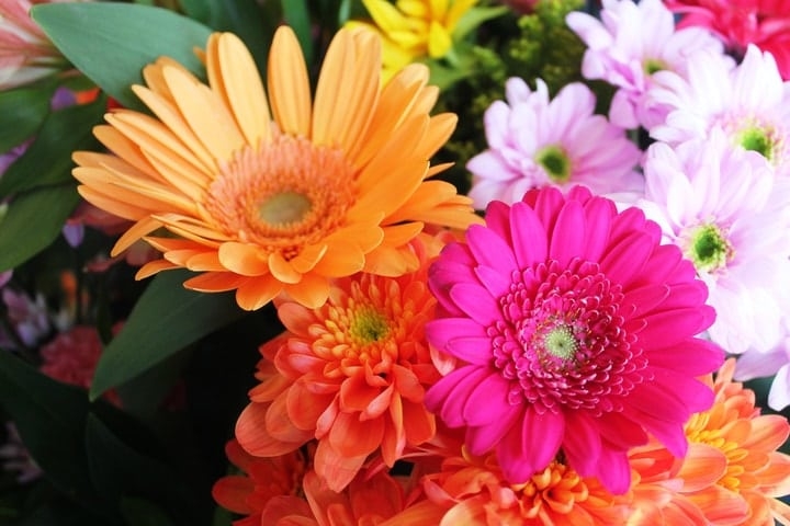 colorful gerber daisies colorful gerber daisies