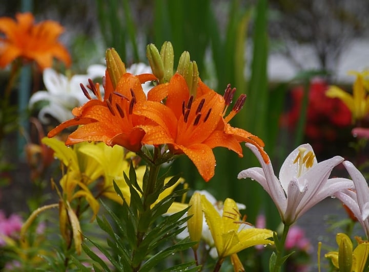 colorful lily flowers freshly watered colorful lily flowers freshly watered