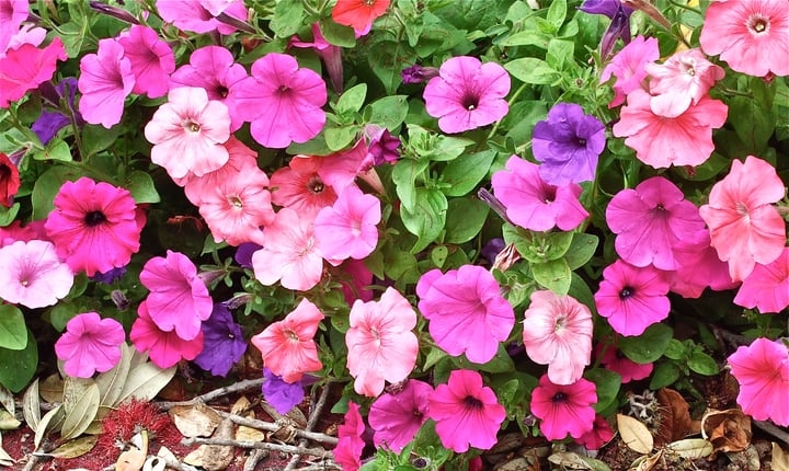 colorful petunia flowers colorful petunia flowers