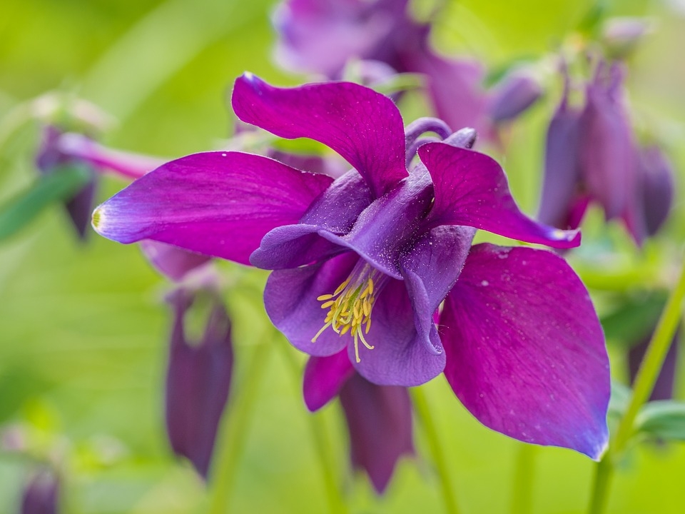 columbine flower columbine flower