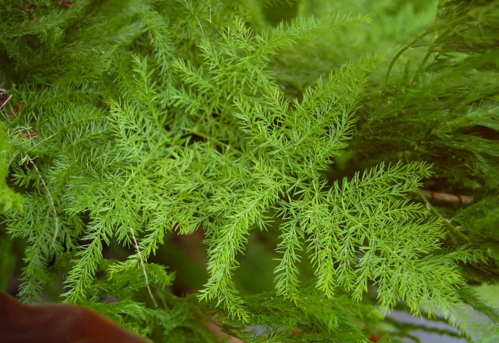 common asparagus fern common asparagus fern