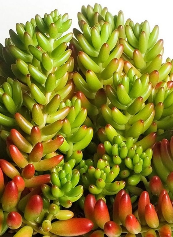 Common House Plants For Sale Near Me Common House Plants For Sale Near Me