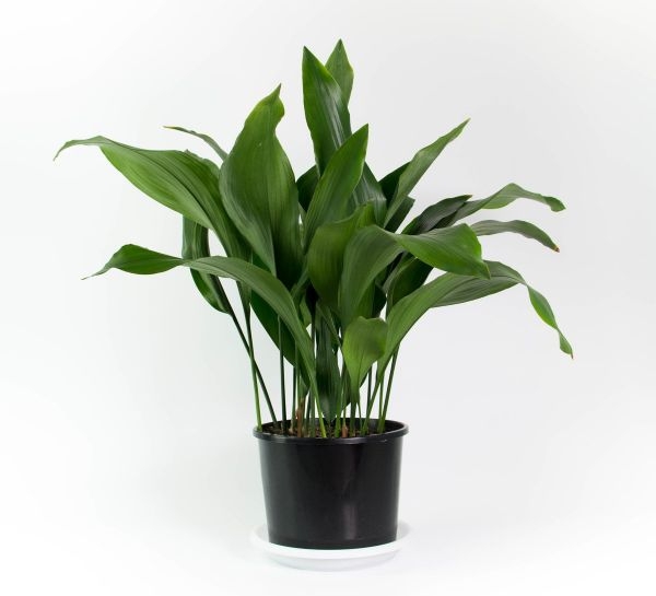 Common House Plants For Sale Common House Plants For Sale
