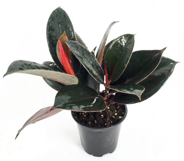 Common Indoor House Plants Rubber Plant Common Indoor House Plants Rubber Plant