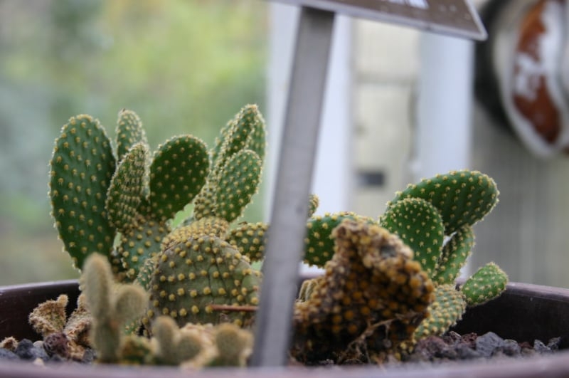 common types of succulents bunny ears cacti common types of succulents bunny ears cacti