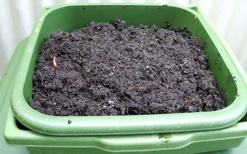 compost tray for growing mushrooms compost tray for growing mushrooms