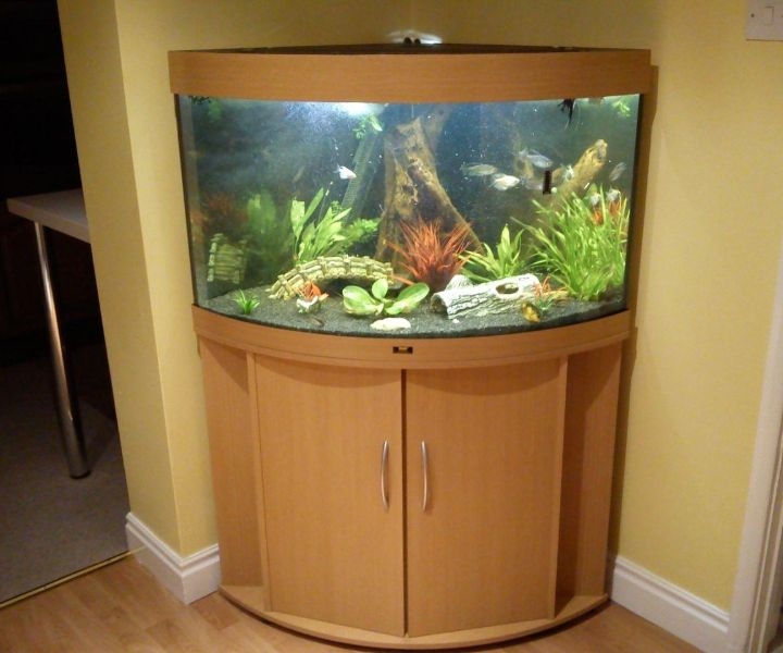 corner fish aquarium