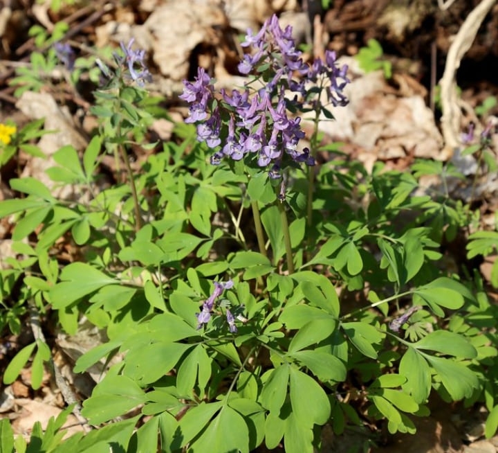 corydalis shade perennial plant corydalis shade perennial plant