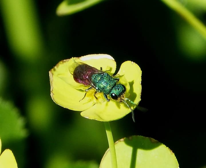 cuckoo wasp cuckoo wasp