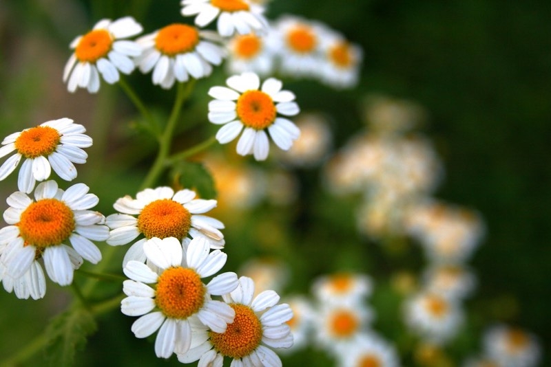 daisies perennials daisies perennials