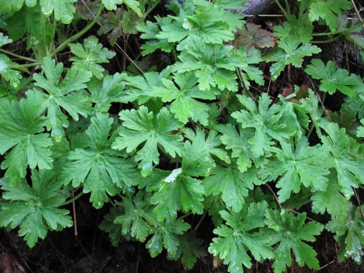 deadheading geranium plant deadheading geranium plant
