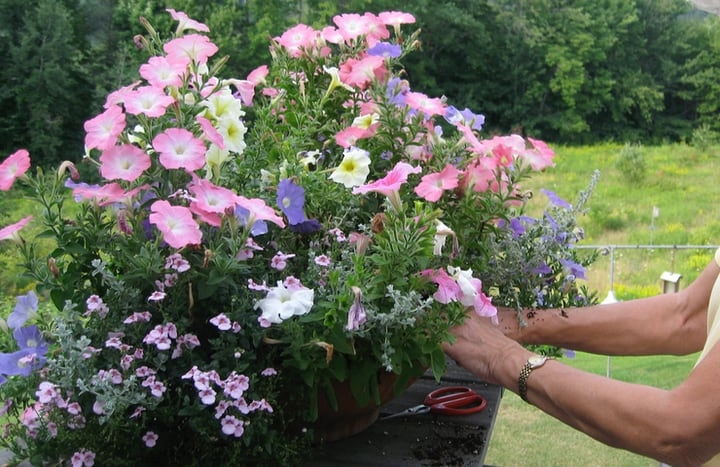 deadheading petunia plant deadheading petunia plant