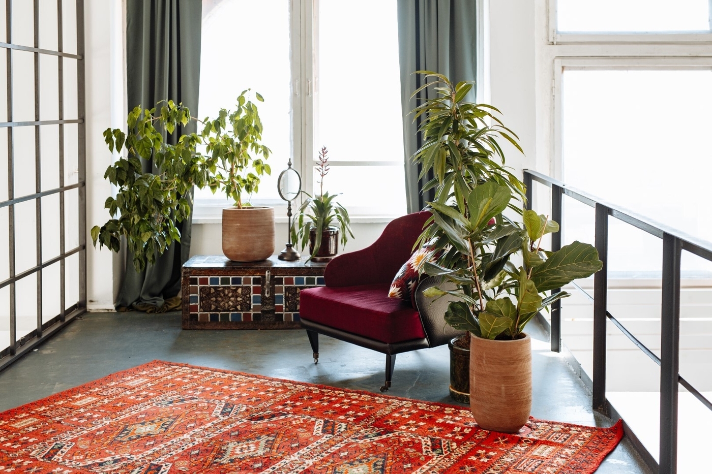 Decorative houseplants