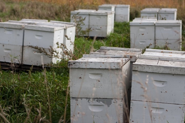 deep hive body deep hive body
