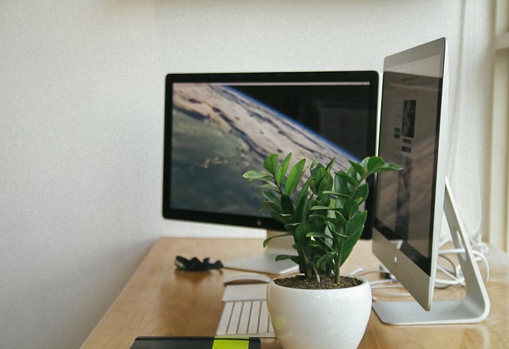 desk plant desk plant