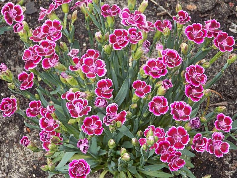 dianthus perennial flowers dianthus perennial flowers