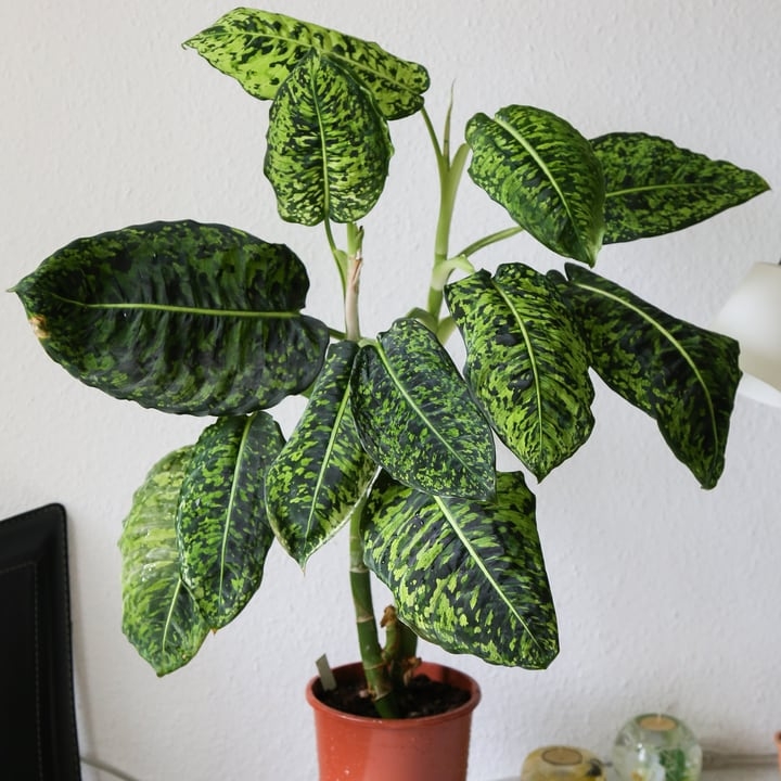 dieffenbachia indoor plant dieffenbachia indoor plant