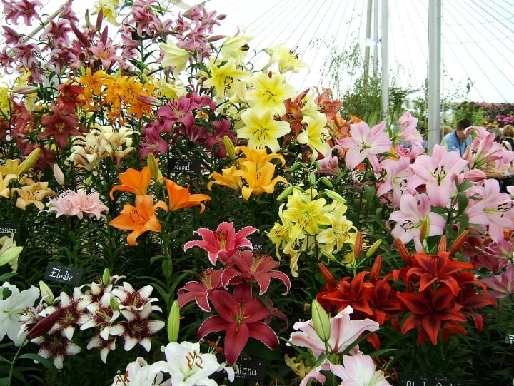 different colors of lily flowers different colors of lily flowers