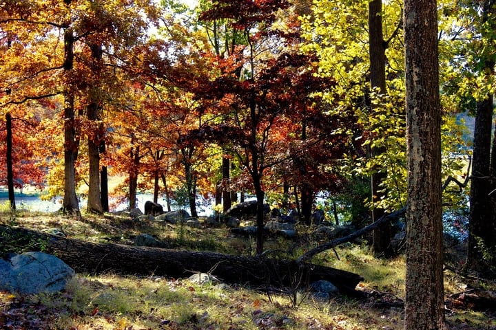 different kinds of trees different kinds of trees