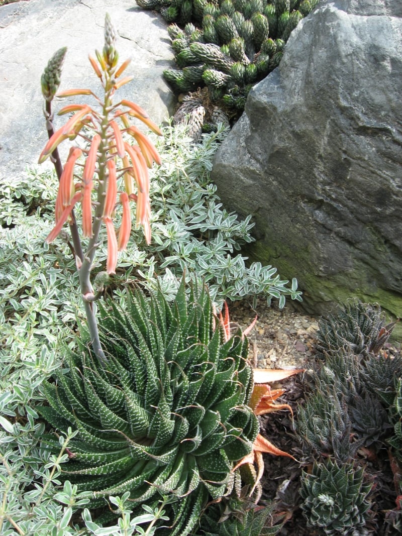 different types of aloe succulents aloe aristata lace aloe different types of aloe succulents aloe aristata lace aloe