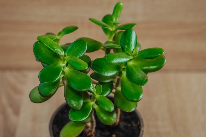 different types of indoor succulents jade plant different types of indoor succulents jade plant