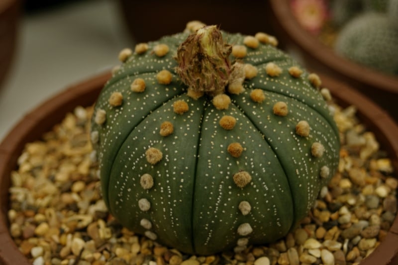 different types of indoor succulents star cactus different types of indoor succulents star cactus